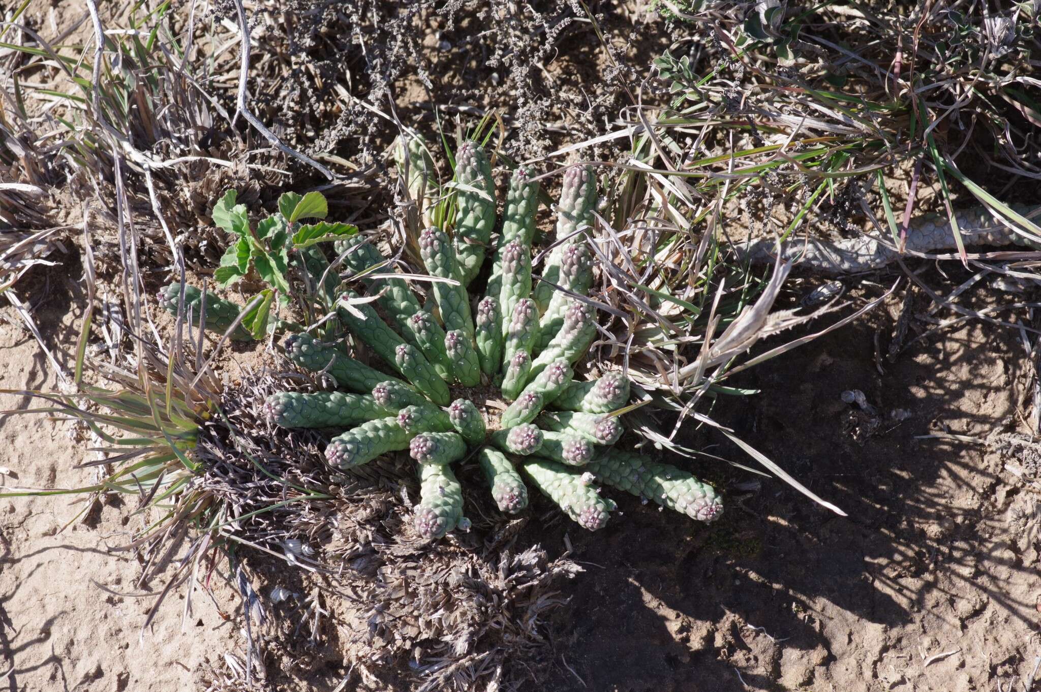 Image of Euphorbia inermis Mill.