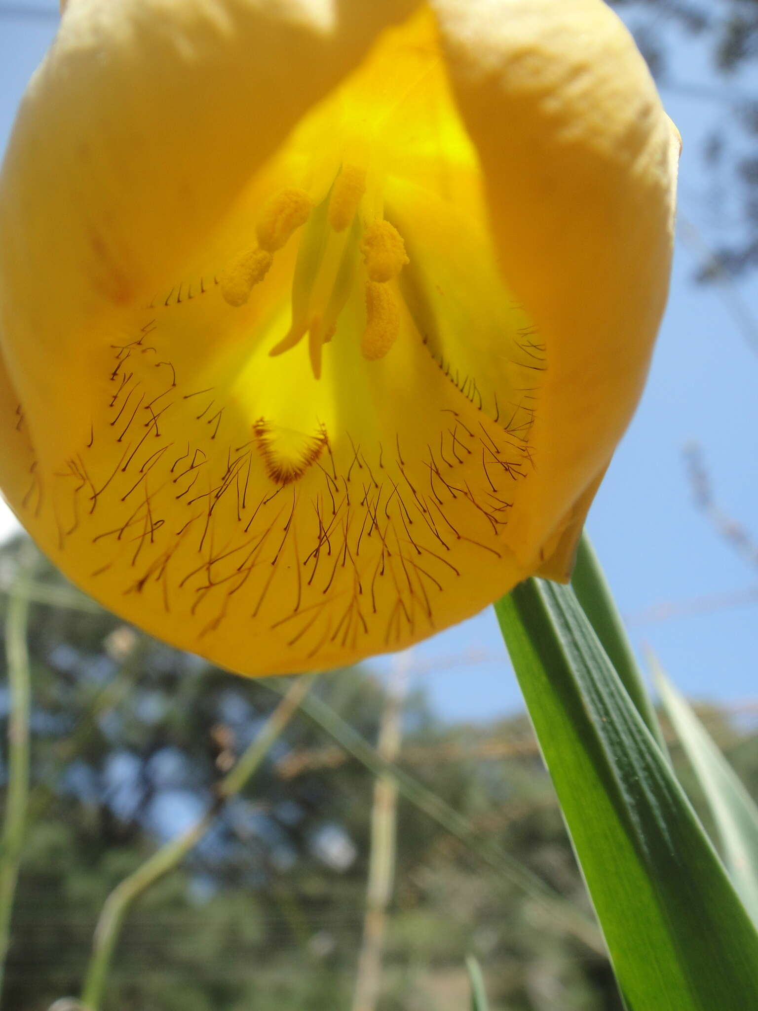 Calochortus balsensis García-Mend. resmi