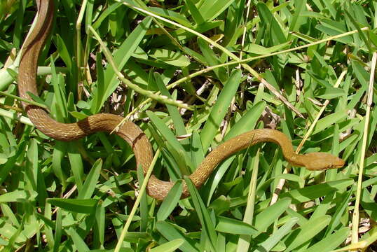 Image of Lycognathophis Boulenger 1893