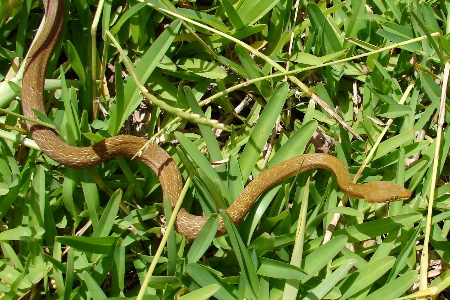 Image of Seychelles Wolf Snake