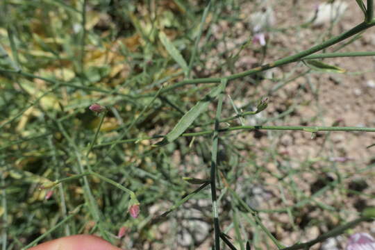 Imagem de Convolvulus dorycnium subsp. oxysepalus (Boiss.) Rech. fil.