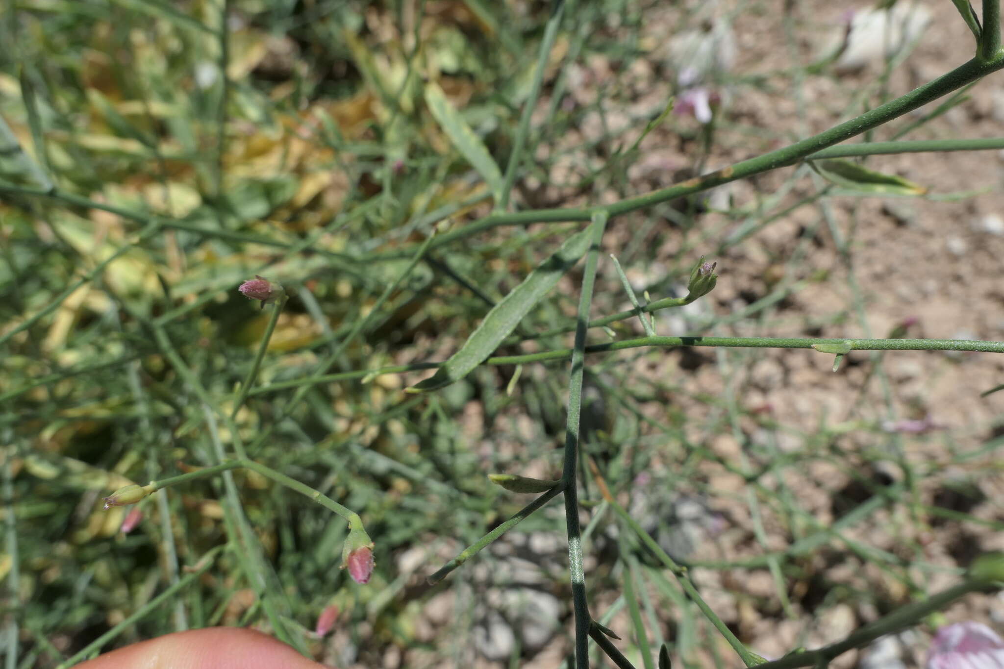 Image of Convolvulus dorycnium subsp. oxysepalus (Boiss.) Rech. fil.