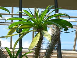 Image of Pachypodium geayi Costantin & Bois