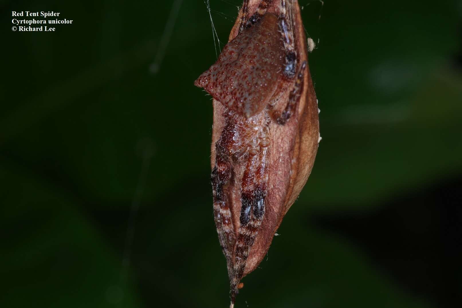 Imagem de Cyrtophora unicolor (Doleschall 1857)