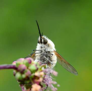 Image of Bombylius venosus Mikan 1796