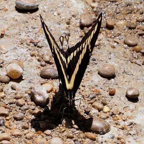 Image of Thoas Swallowtail