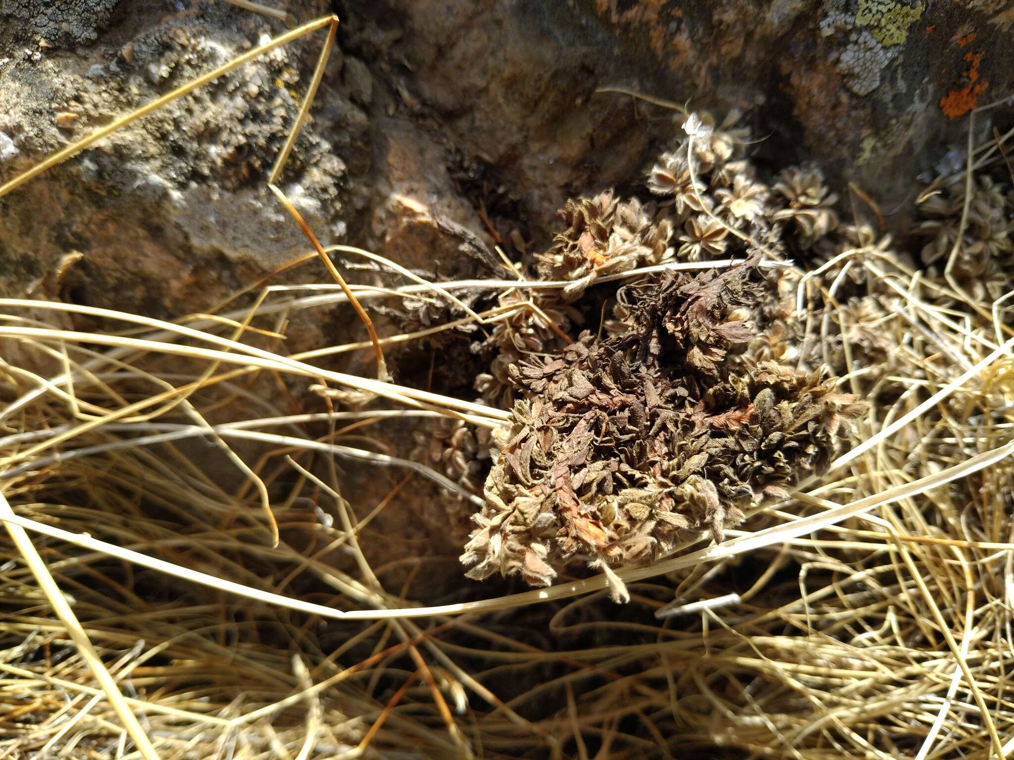 Image of Potentilla tetrandra (Bunge) Bunge ex Hook. fil.