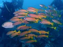 Image of Bigeye snapper