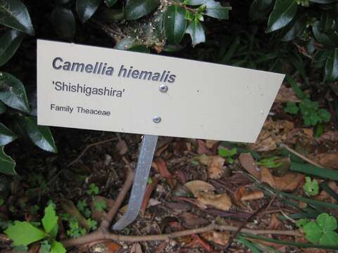 Image of Camellia hiemalis