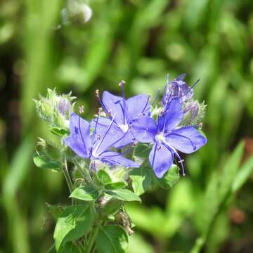 Image of ovate false fiddleleaf