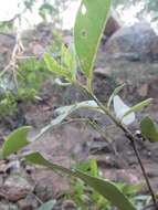 Image of Lophostemon grandiflorus subsp. riparius (Domin) P. G. Wilson & J. T. Waterhouse