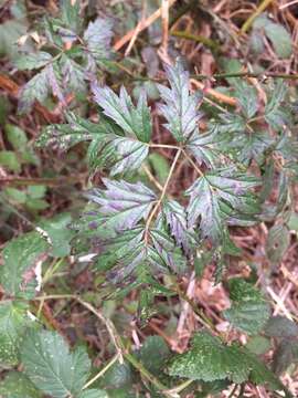 Image of cut-leaved bramble