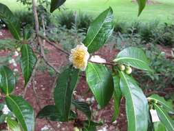 Image of camellia