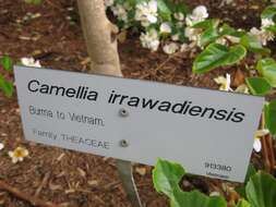 Image of Camellia taliensis (W. W. Sm.) Melch.