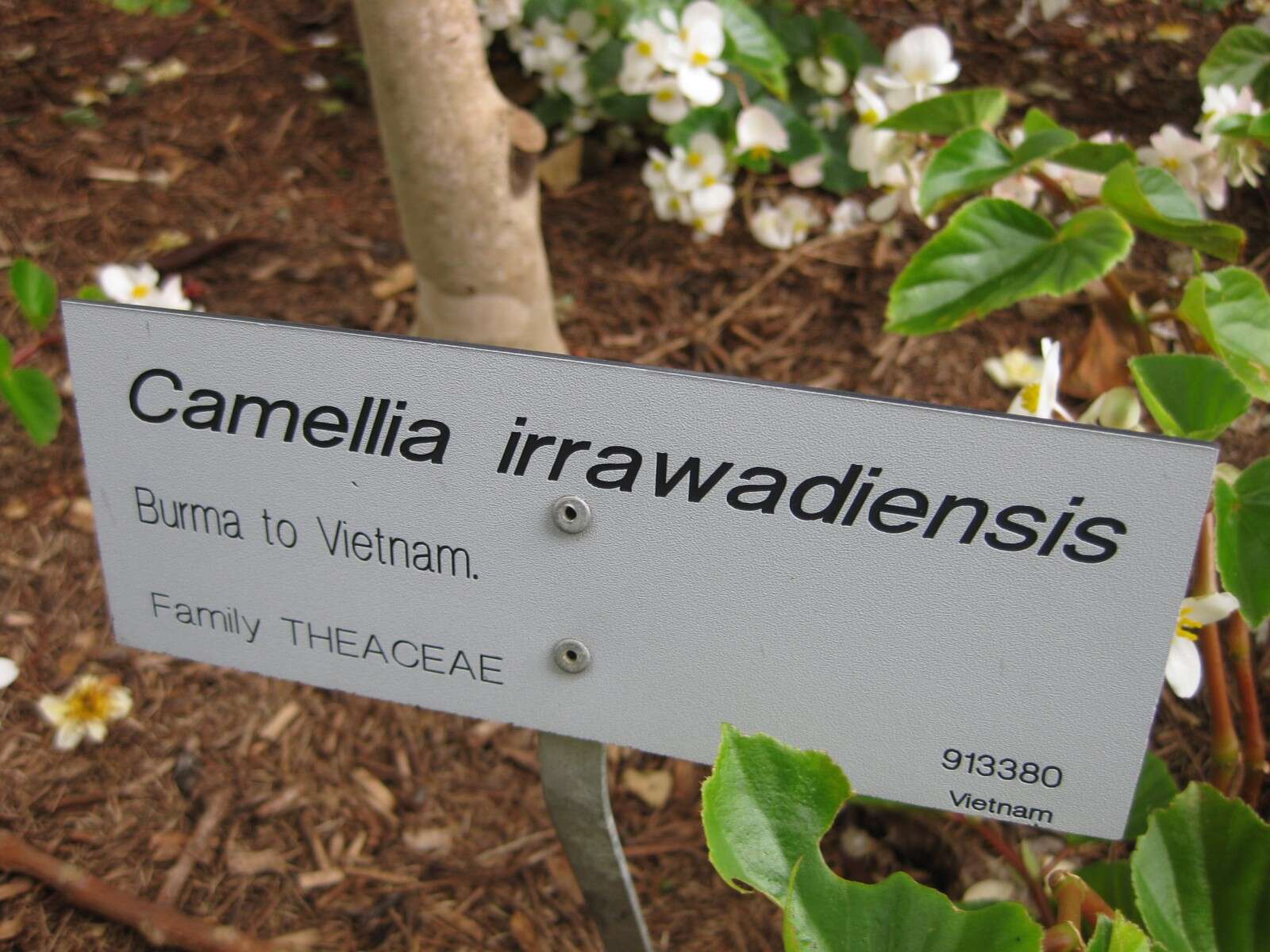 Image of Camellia taliensis (W. W. Sm.) Melch.