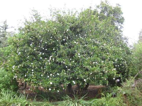 Image of Thunberg's gardenia