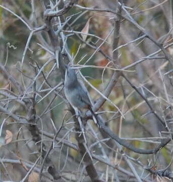 Image of Chestnut-vented Warbler