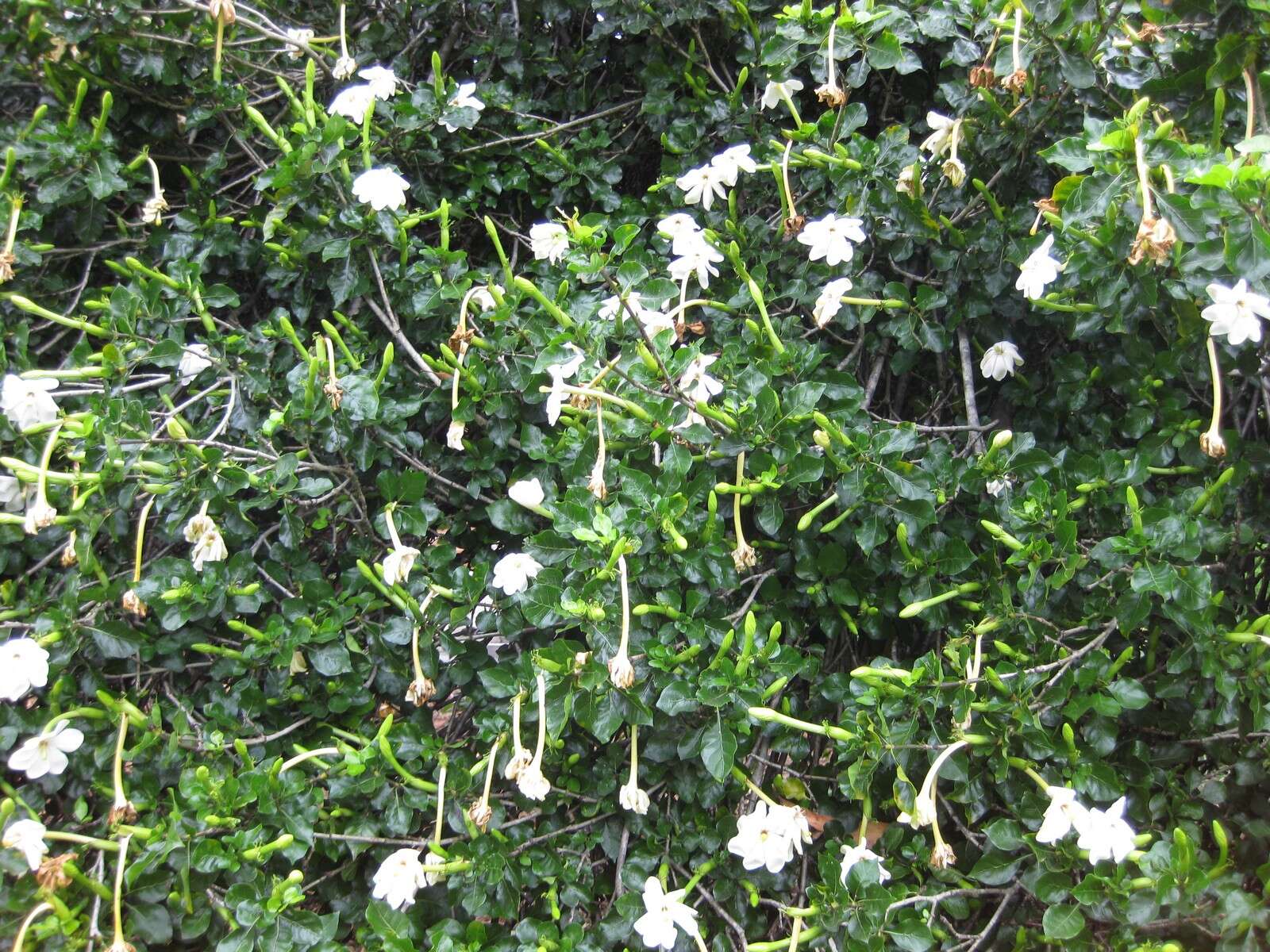 Image of Thunberg's gardenia