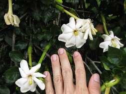 Image of Thunberg's gardenia