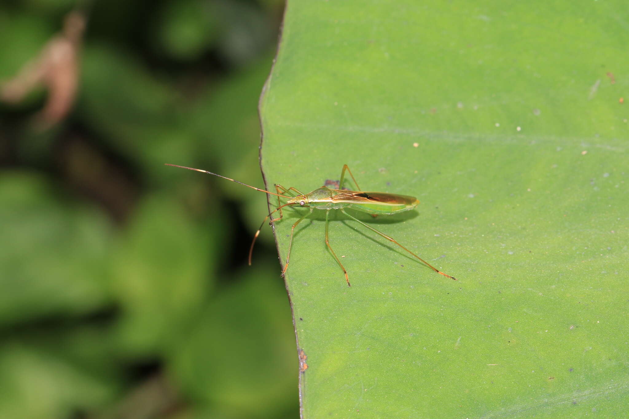 Imagem de Leptocorisa acuta (Thunberg 1783)