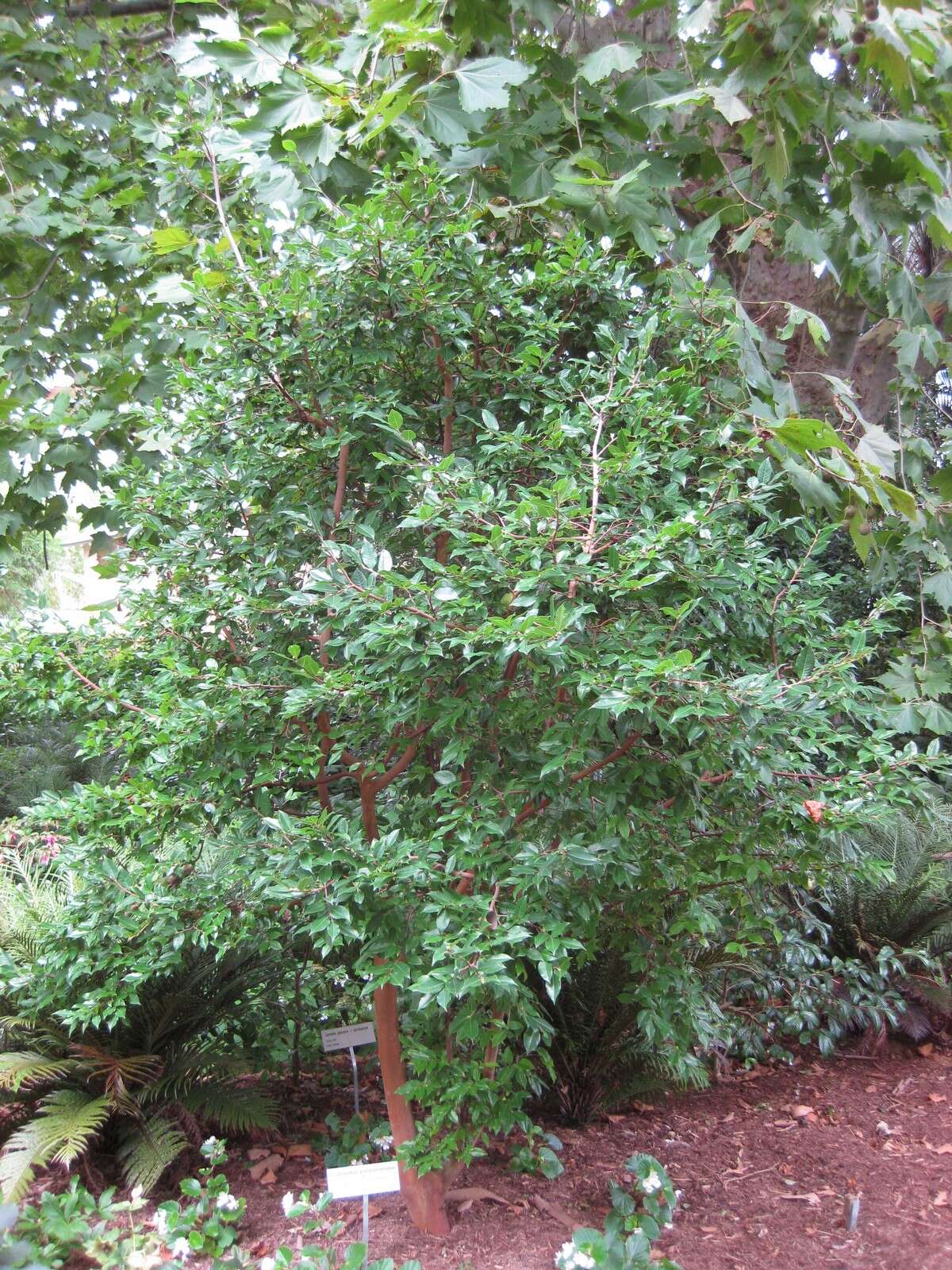 Image of Camellia yunnanensis Cohen-Stuart
