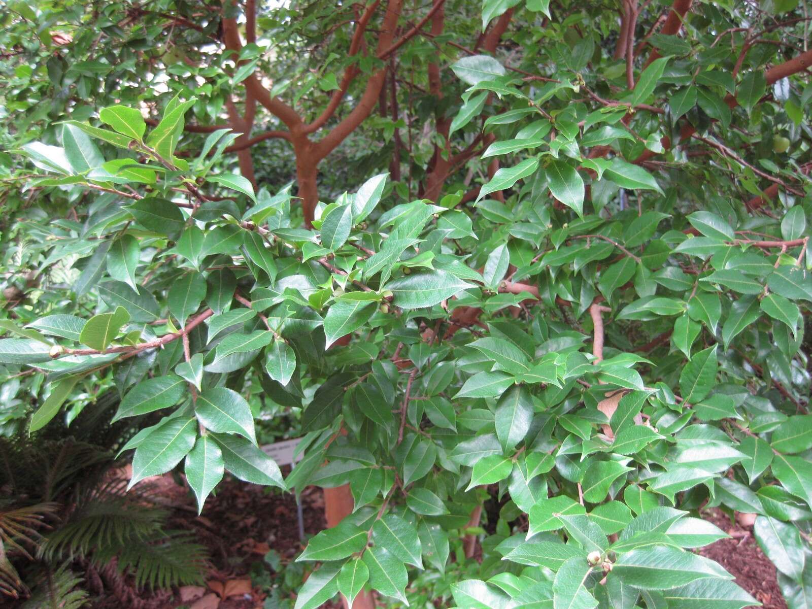 Image of Camellia yunnanensis Cohen-Stuart