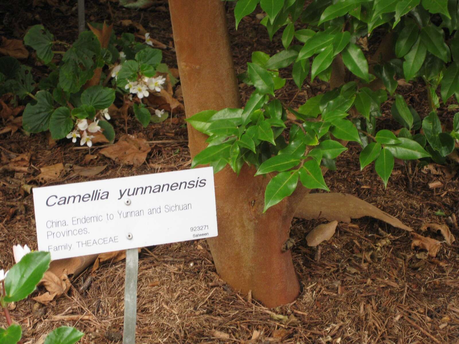 Imagem de Camellia yunnanensis Cohen-Stuart