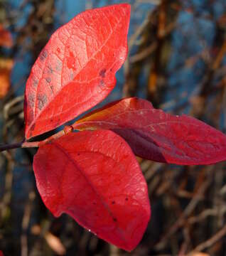 Image of Highbush blueberry