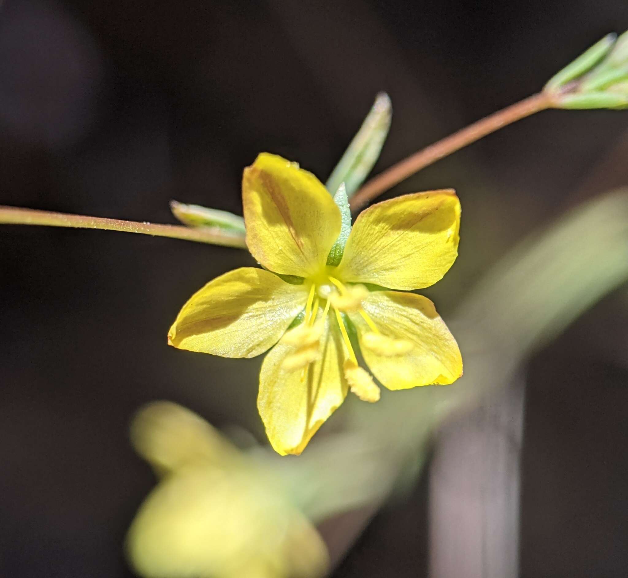 Image of twocarpel dwarf-flax