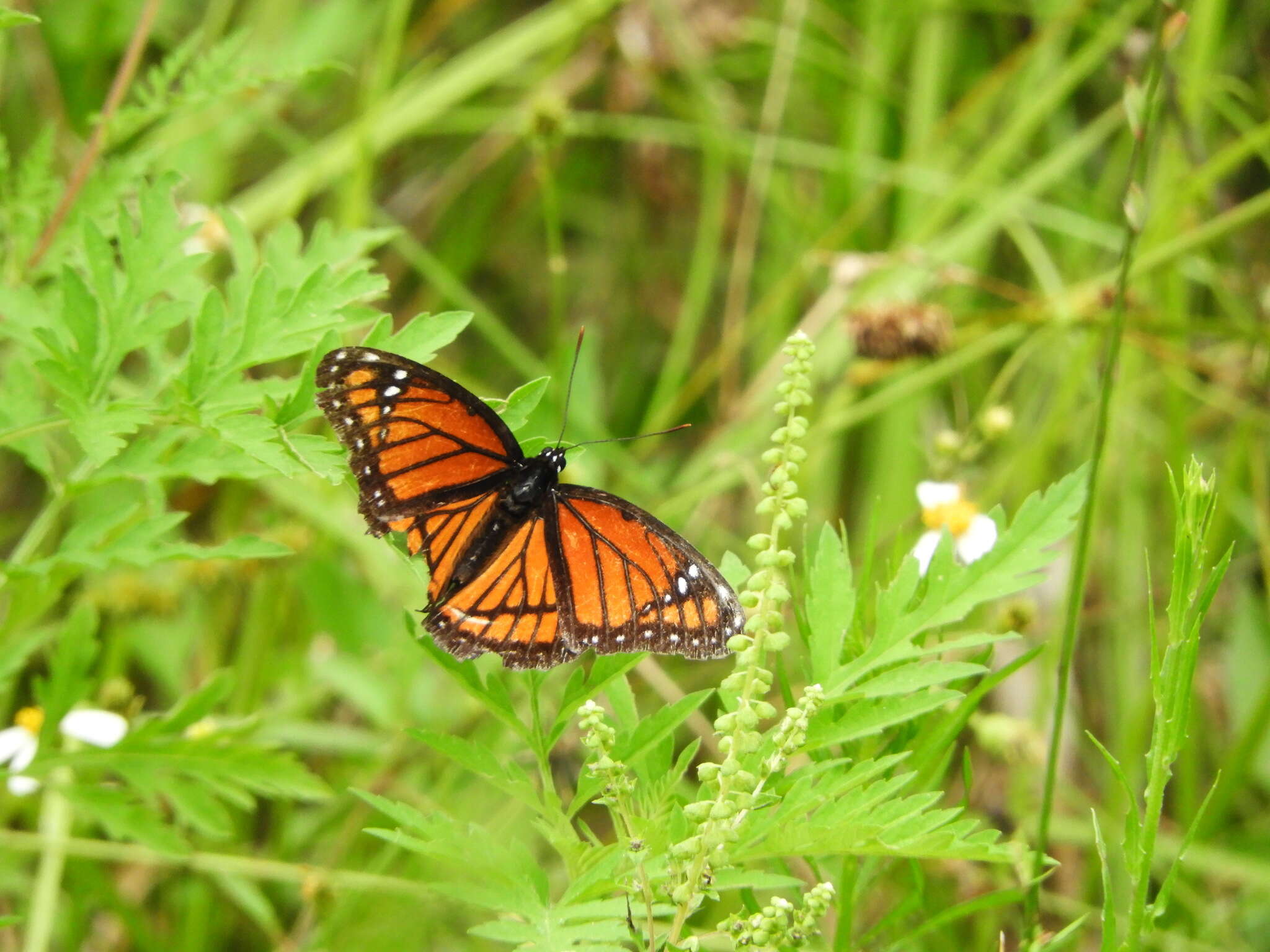 Image of Limenitis archippus floridensis Strecker 1878