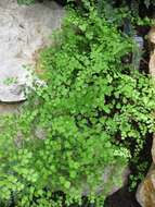 Image de Adiantum raddianum C. Presl