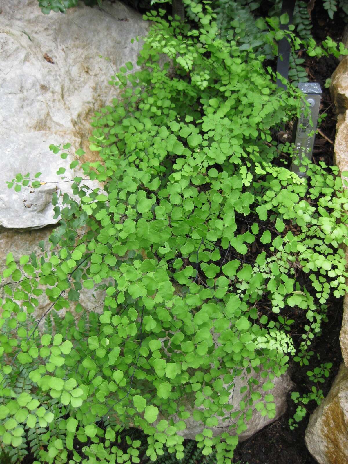 Image de Adiantum raddianum C. Presl