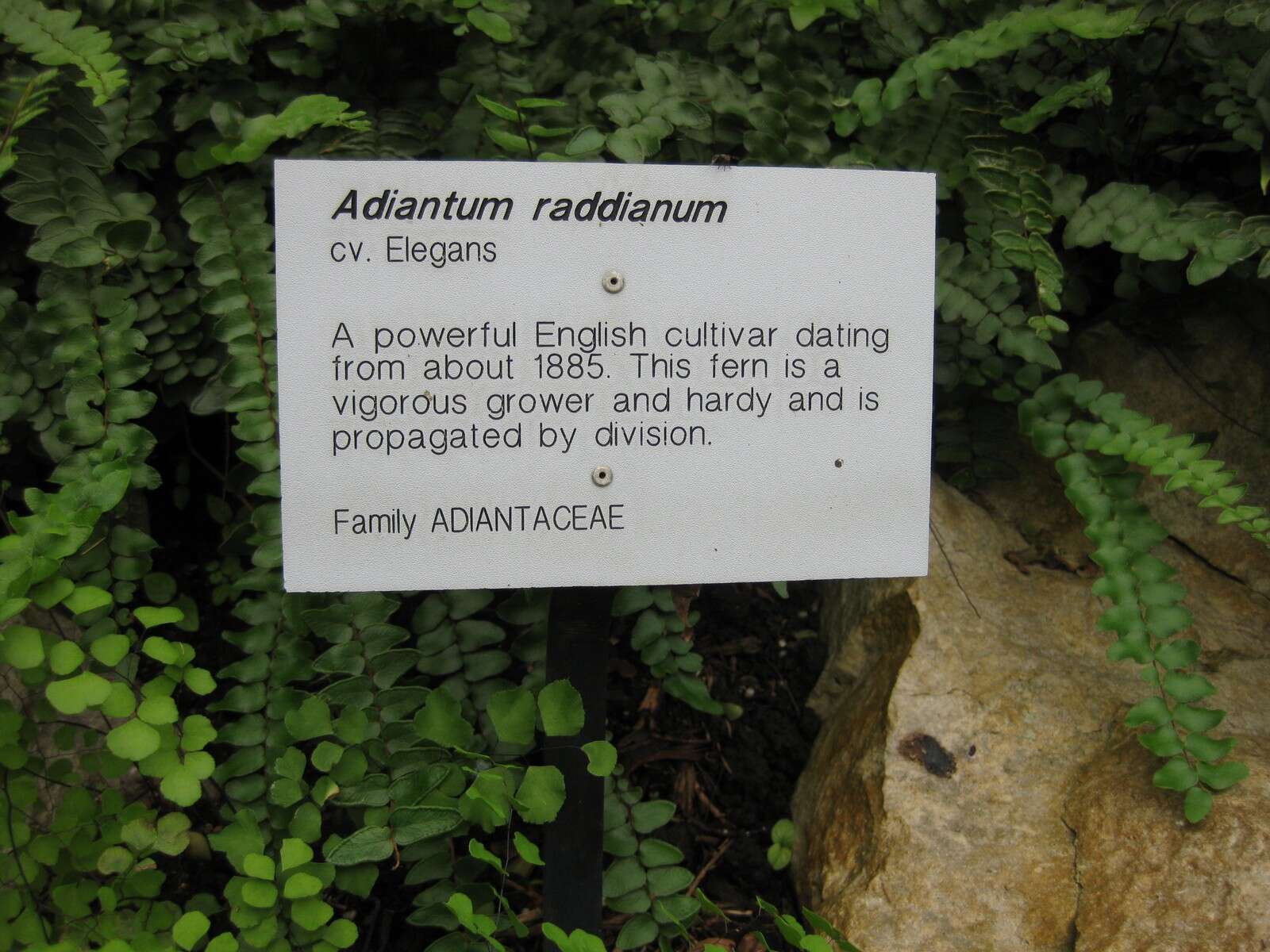 Image de Adiantum raddianum C. Presl