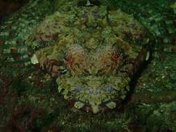 Image of Rock flathead