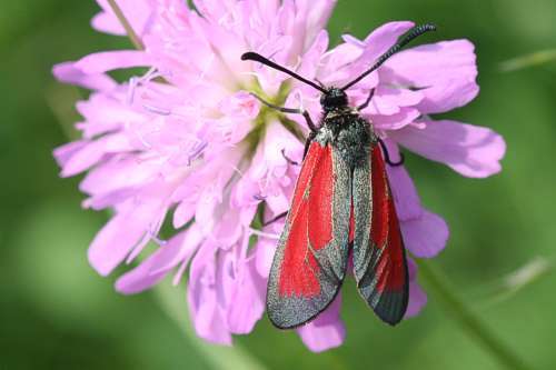 Plancia ëd Zygaena purpuralis Brünnich 1763