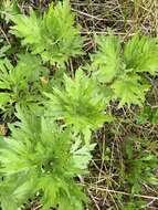 Artemisia tilesii Ledeb. resmi