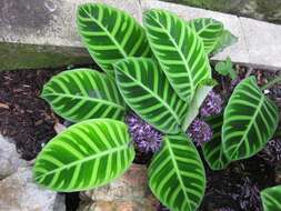 Image of calathea