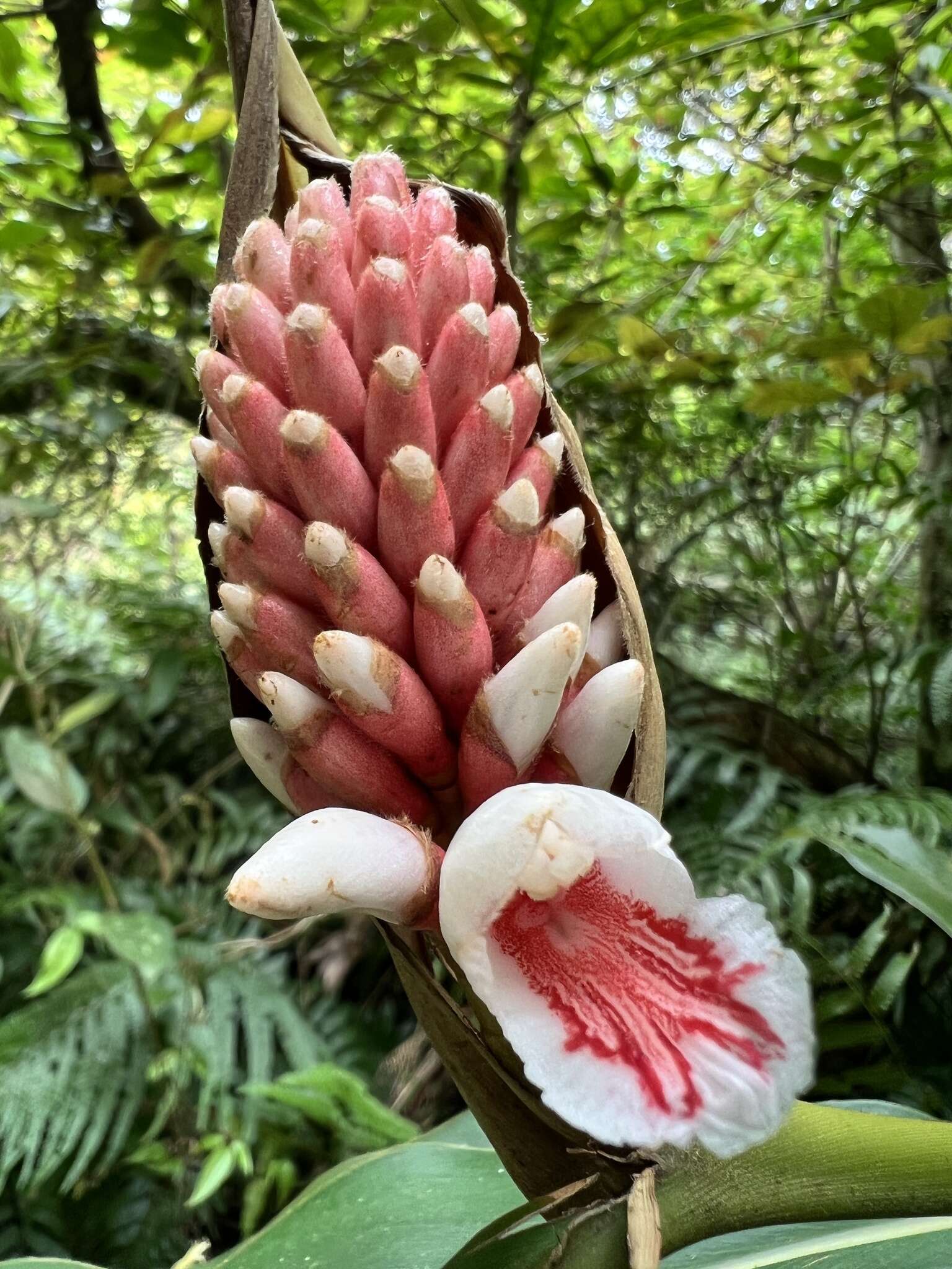 Image of Alpinia shimadae Hayata