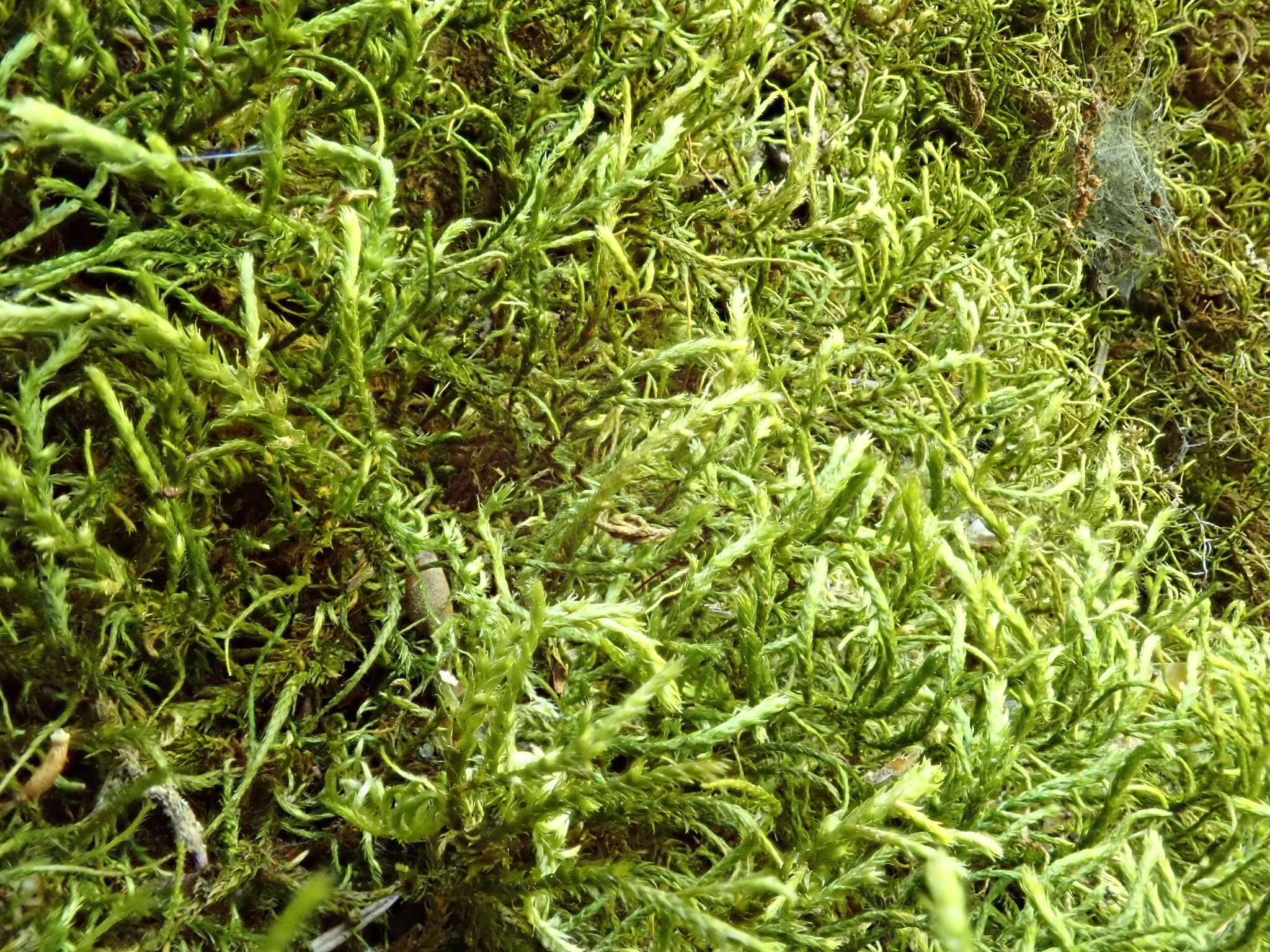 Image of California antitrichia moss