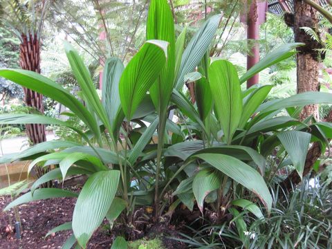 Image of <i>Molineria capitulata</i> (Lour.) Herb.