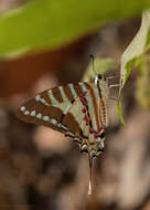 Слика од Graphium nomius (Esper 1798)