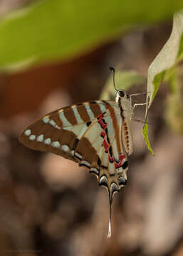 Graphium nomius (Esper 1798) resmi