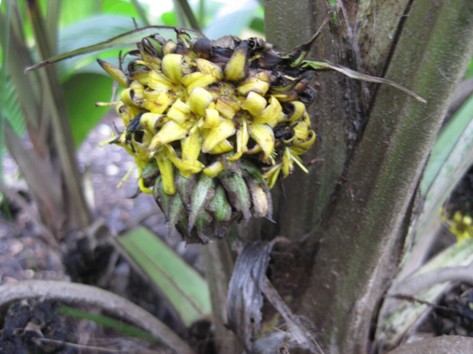 Image of Palm-Grass