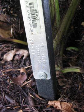 Image of <i>Molineria capitulata</i> (Lour.) Herb.
