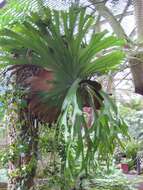 Image of staghorn fern