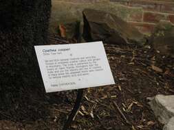 Image of Lacy Tree Fern