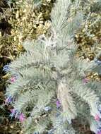 Image of Echium albicans Lag. & Rodr.