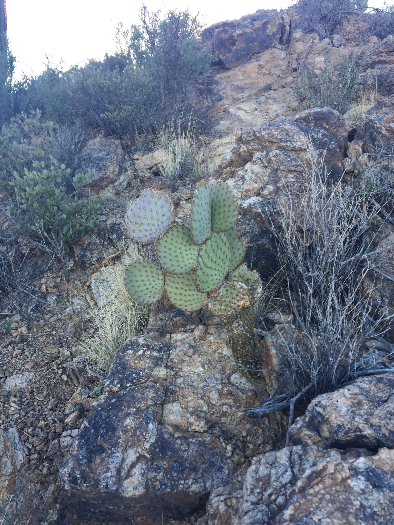 Image of Dollar-joint Prickly-pear