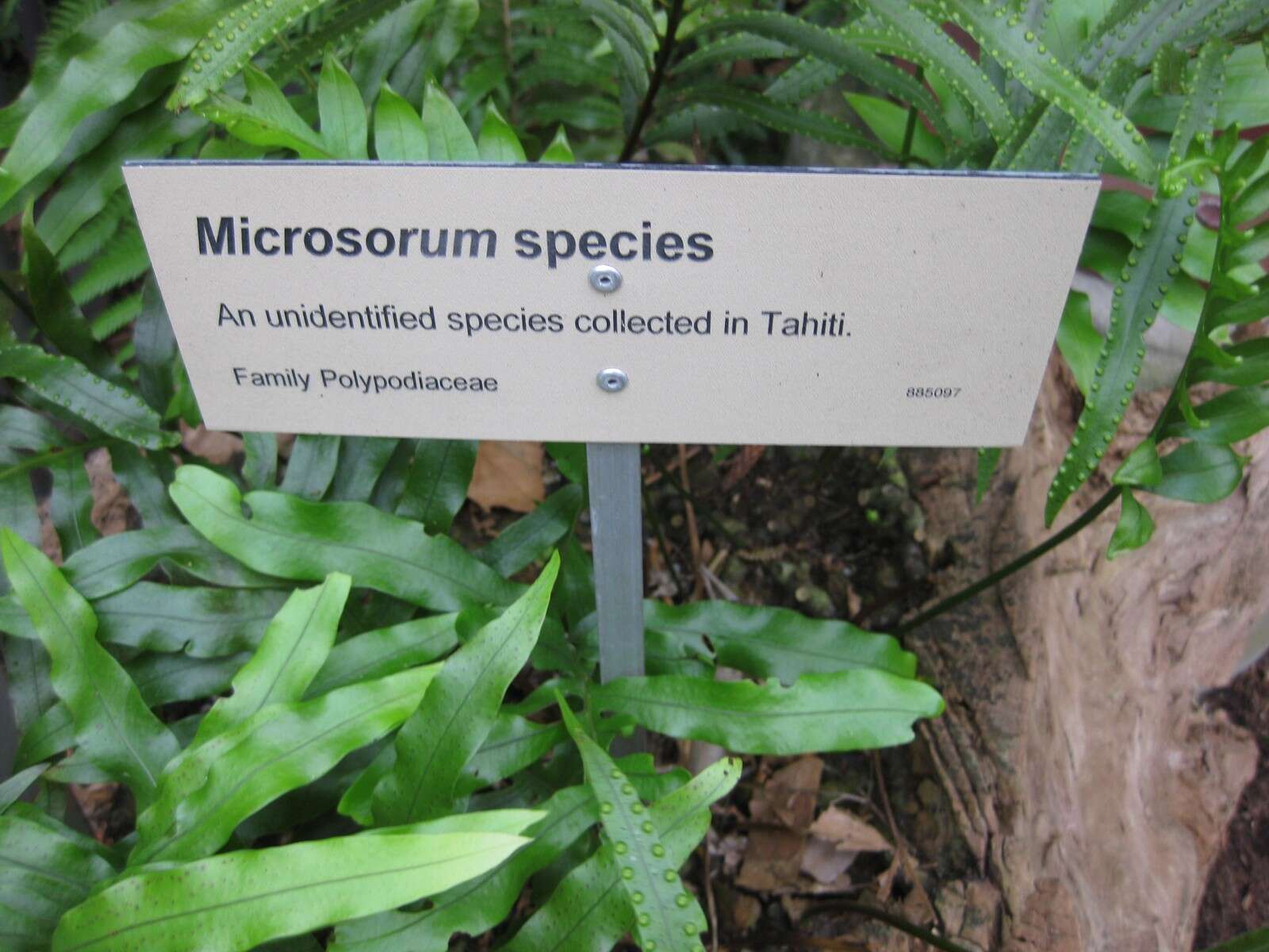 Image of microsorum