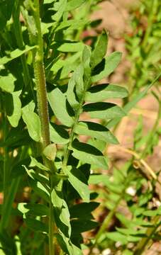 Image of towering Jacob's-ladder